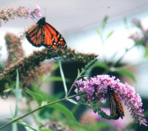 Buttrflies-in-my-garden
